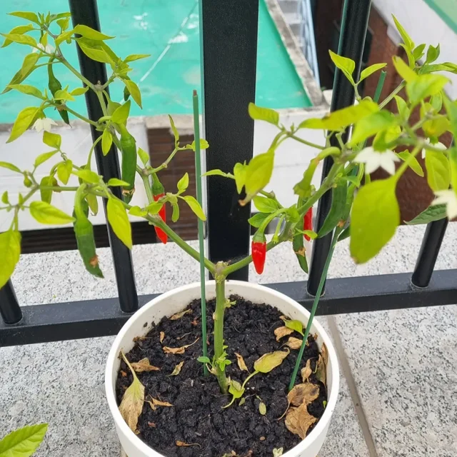 알콩달콩