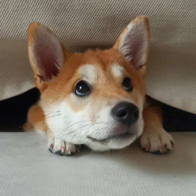 오렌지