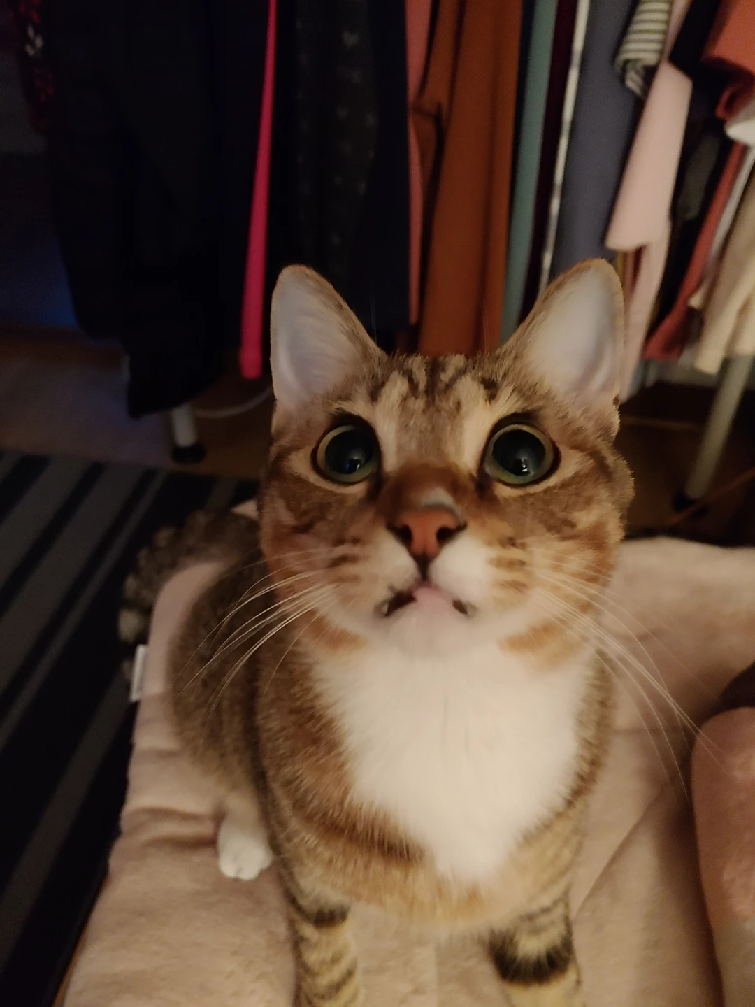 앵두