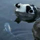책보는고양이