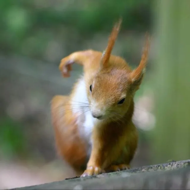 카스티요