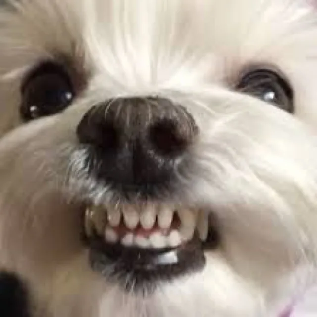 안참