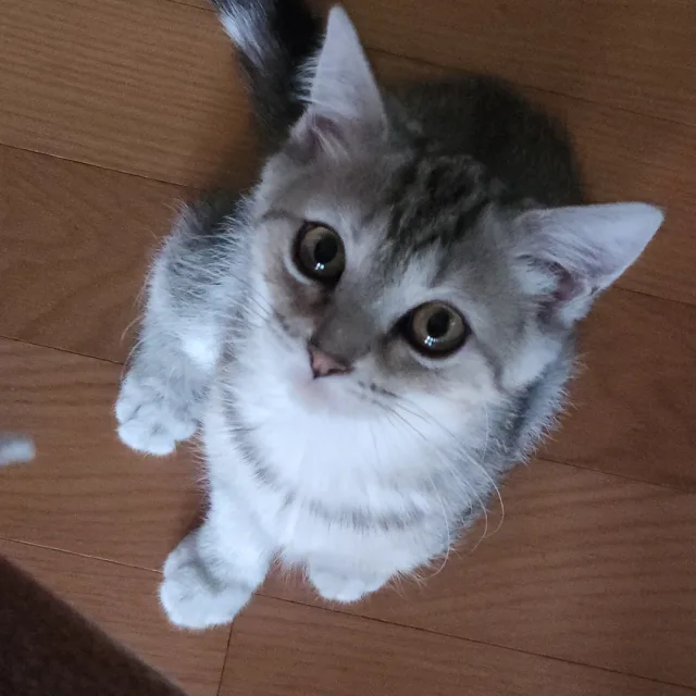 당근당근