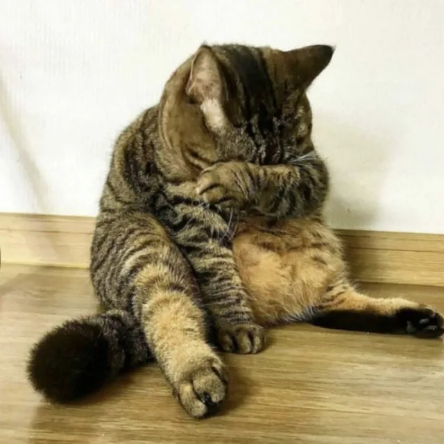 지옥에서온식모