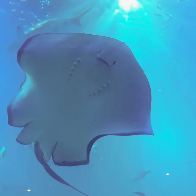까아꿍