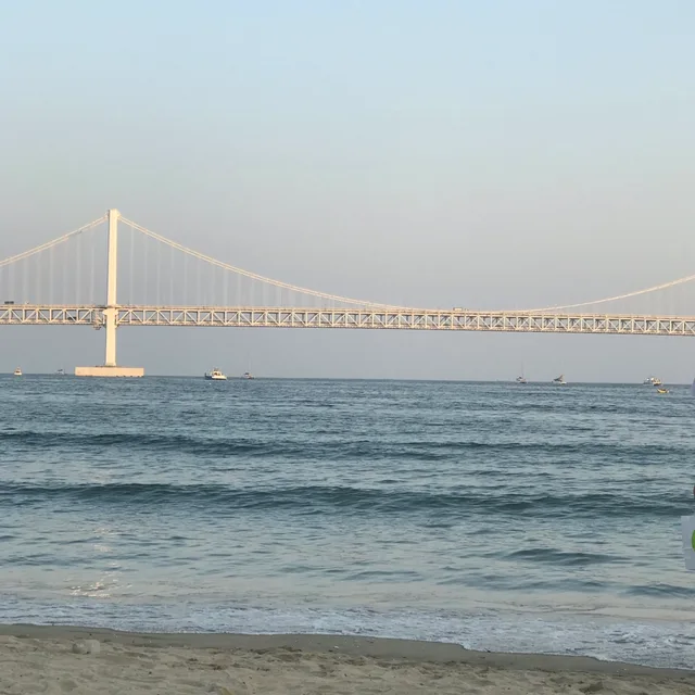 파란바다새