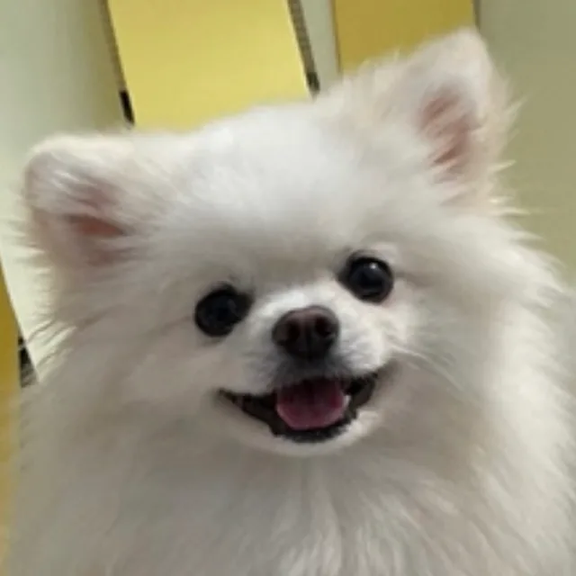 꼬물이에오