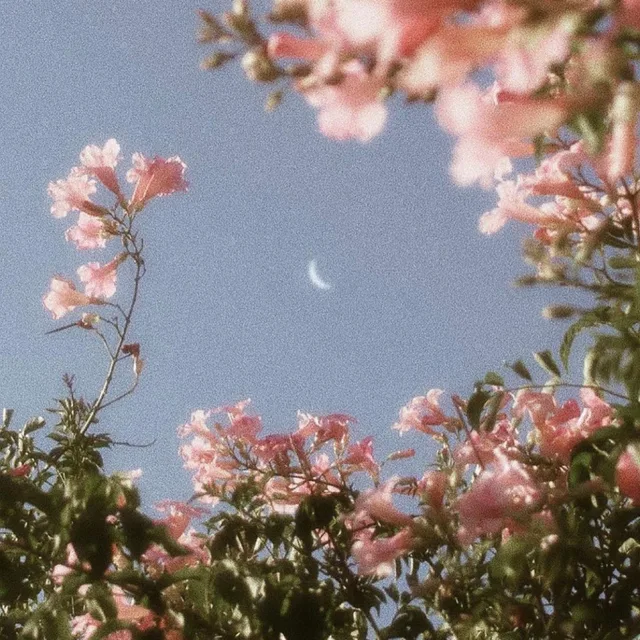 알로하