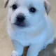 뭉실이