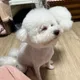 뽀롱96
