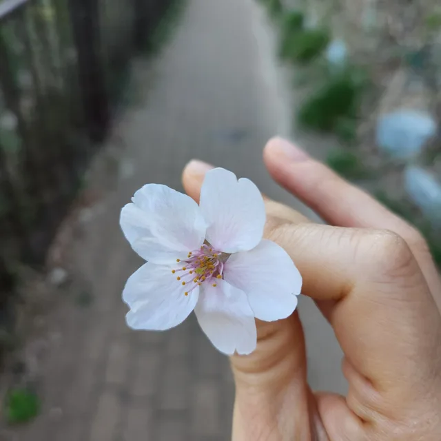 오뎅