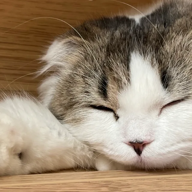 밍망뭉
