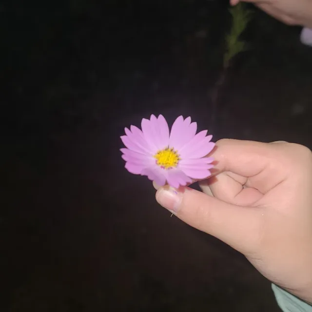 해피조이