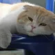 야호