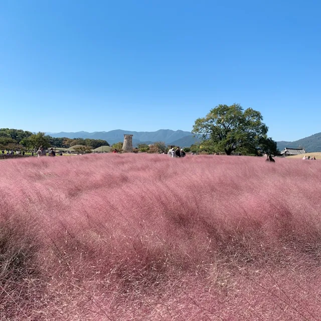 래희맘