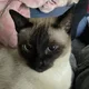 감자고양이
