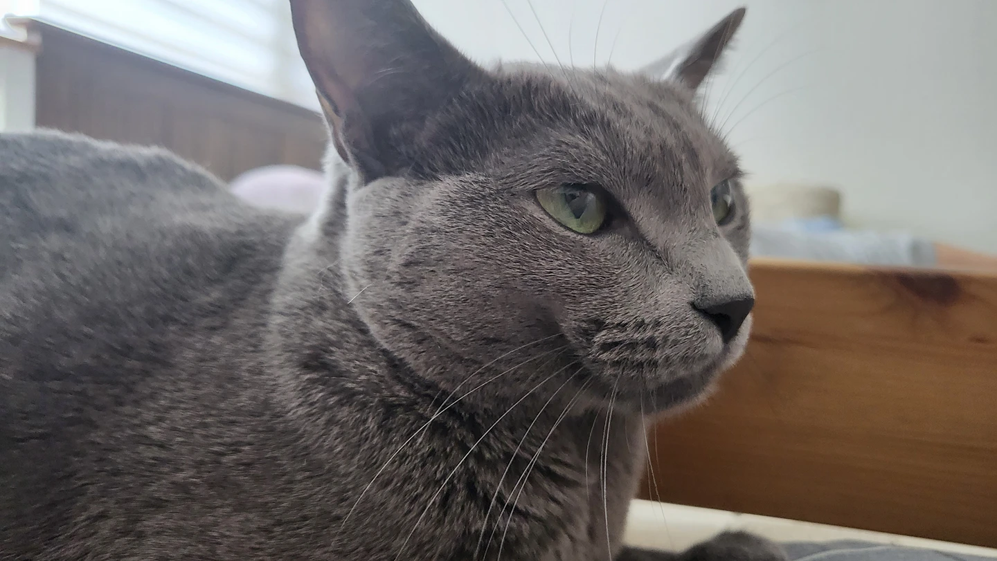 보리