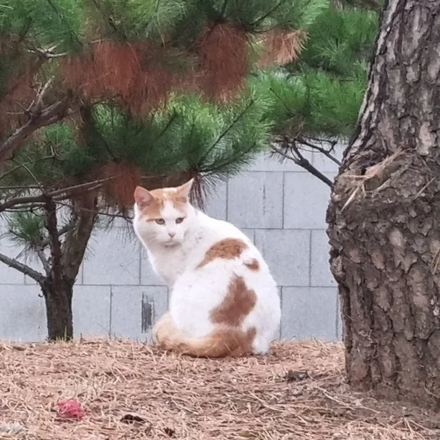 누누