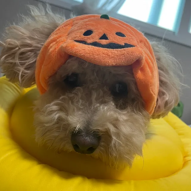 짬민이