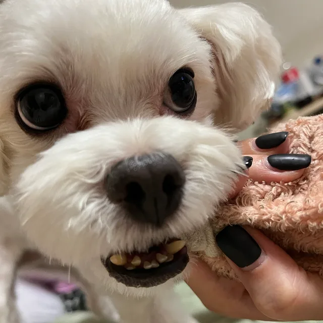 꾸까
