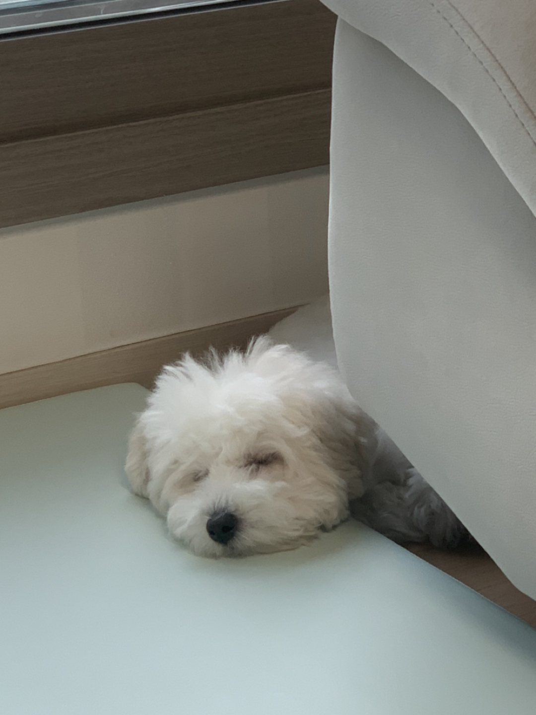 쩡이