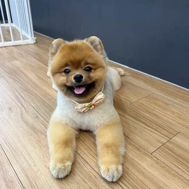 잉쮸