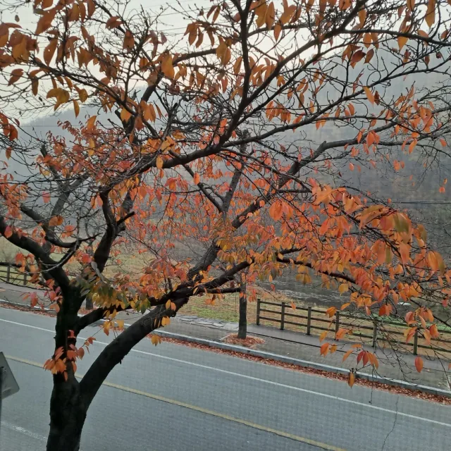 유리구두