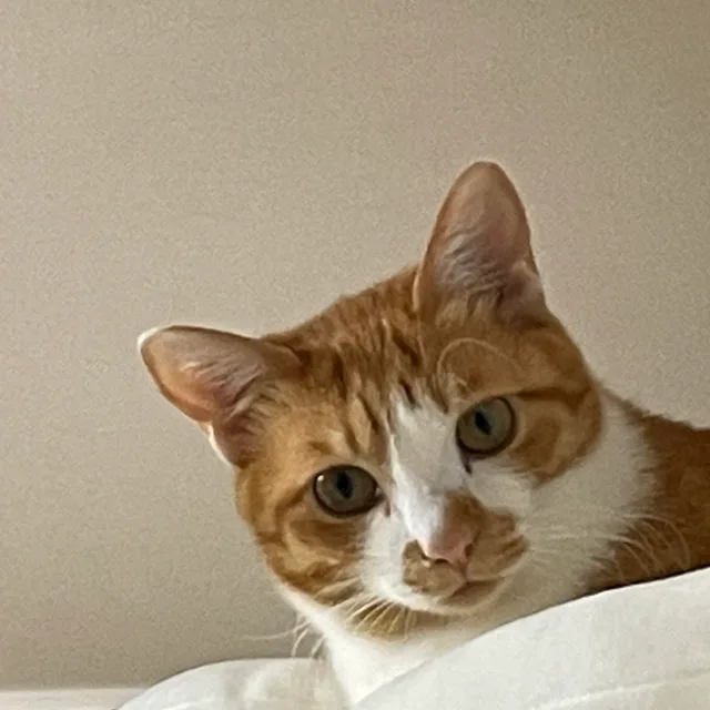 Hy