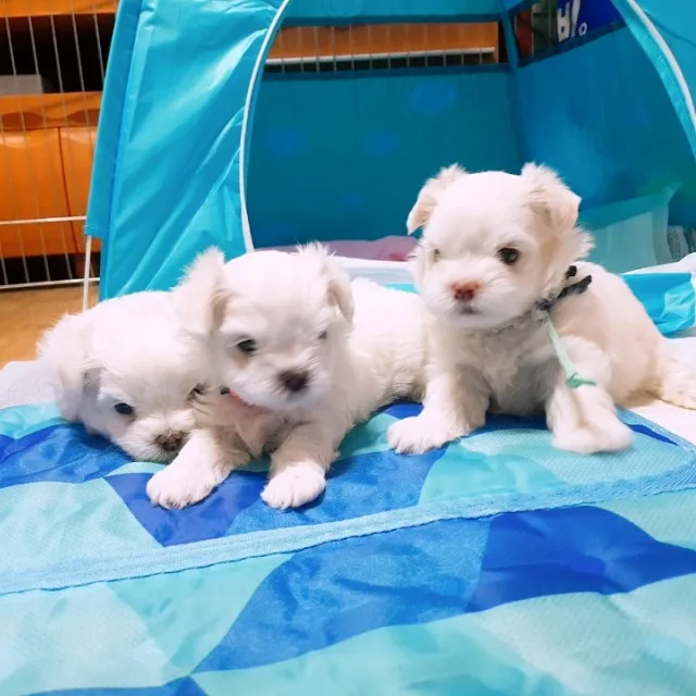 행복하세요