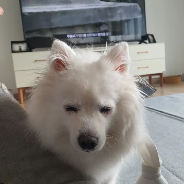 초코찡