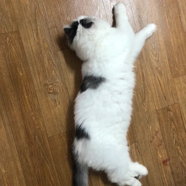 구름이누나