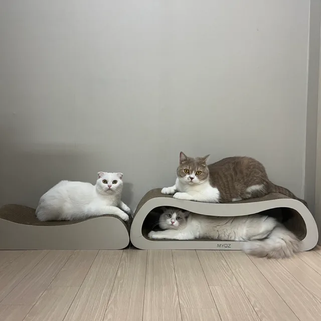 얀디