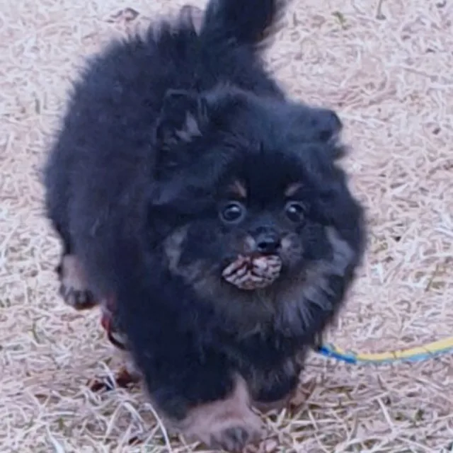 라울