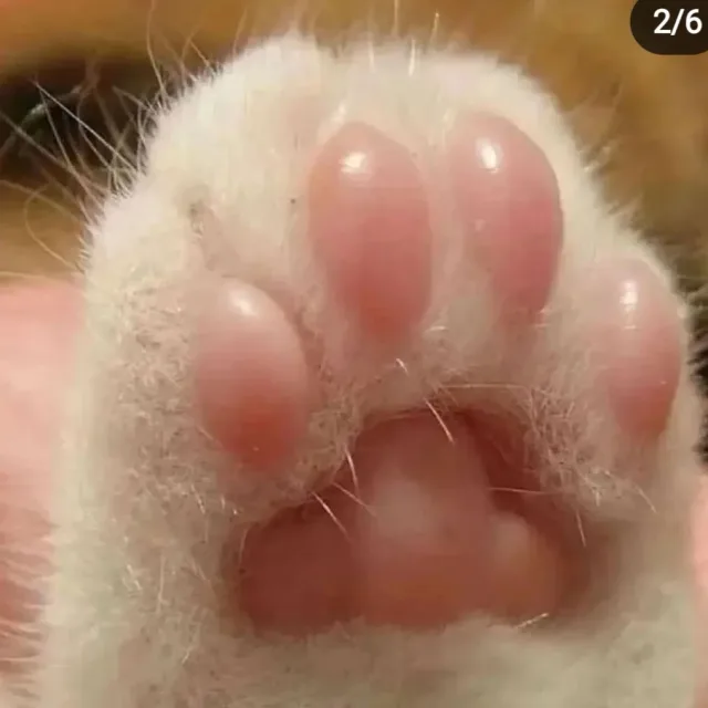 개냥이
