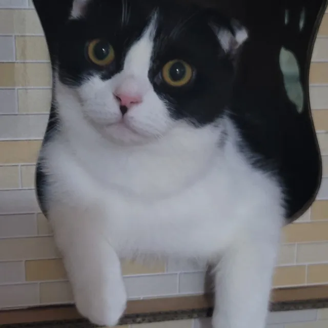 퐁이