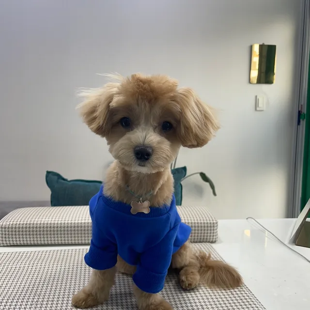 쩡이