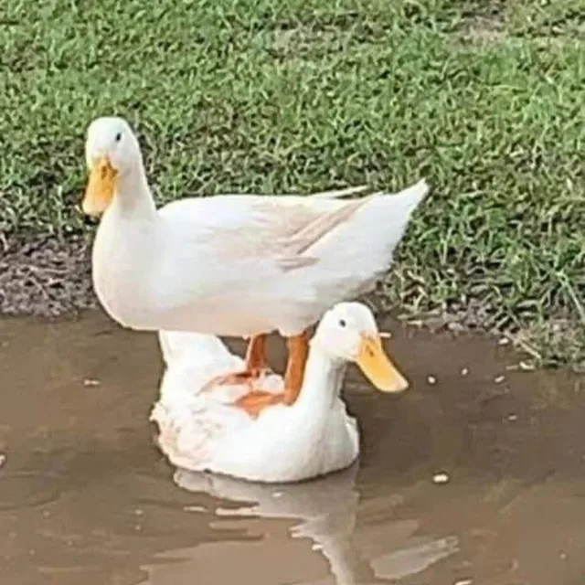 몽몽