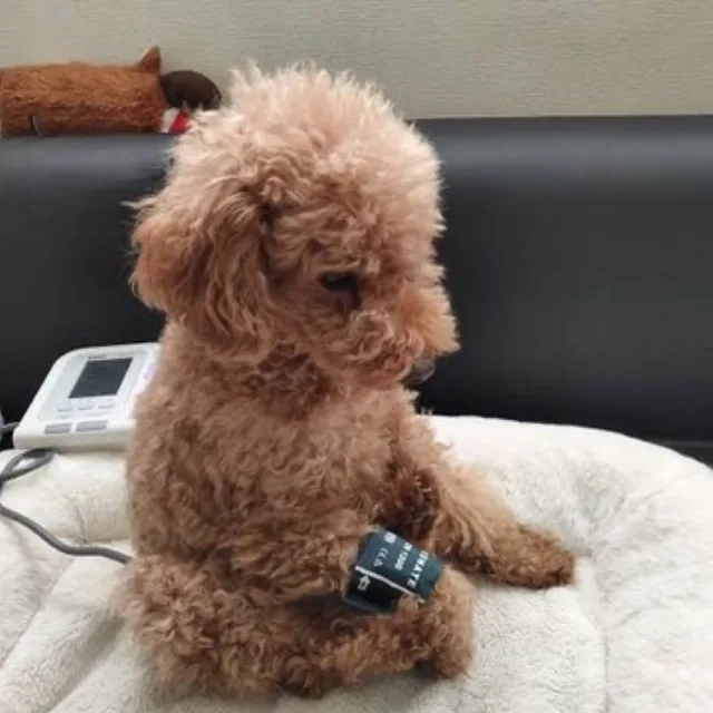 찔러보기노노