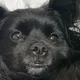 레오공주