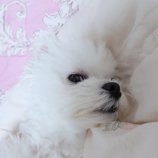 쪼꼬미