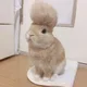 제리