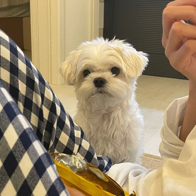 몽실이엉아