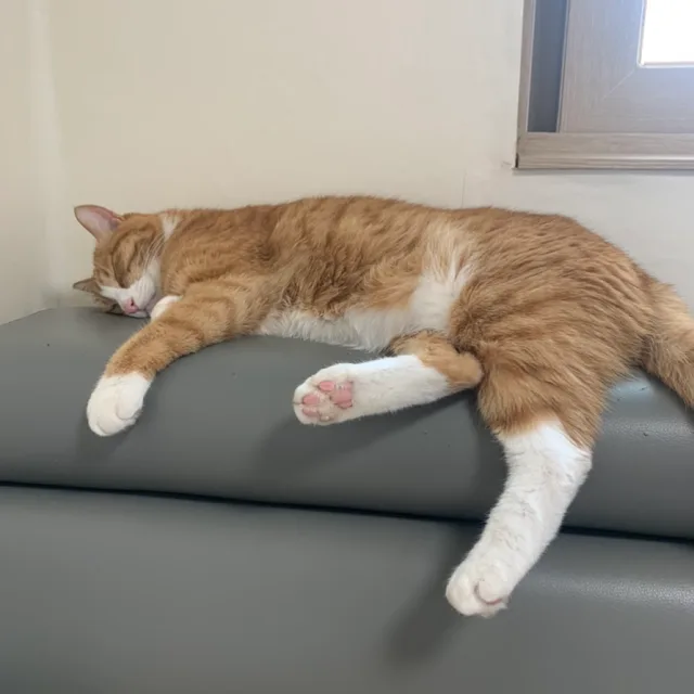 라떼