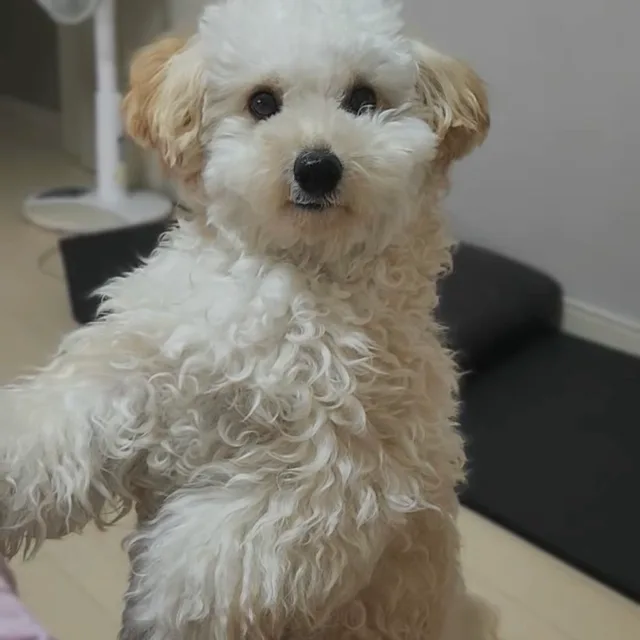 호두호두
