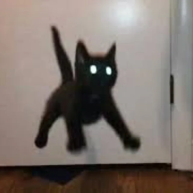 고양이