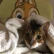 아보홀릭