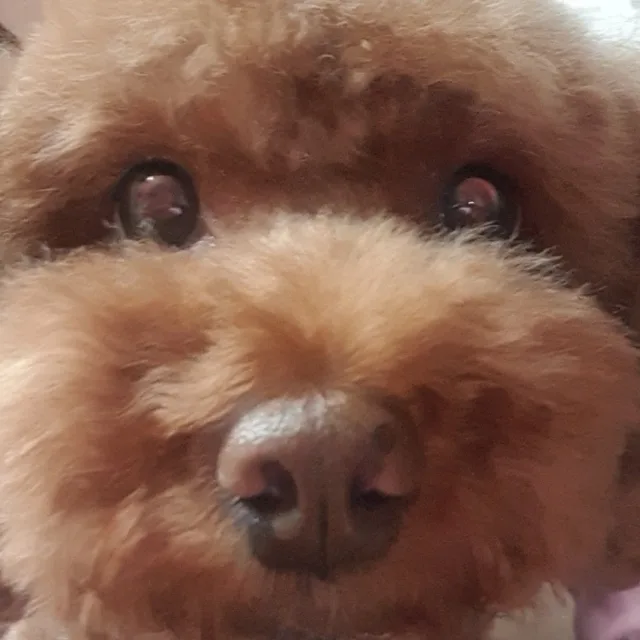 당근이시러
