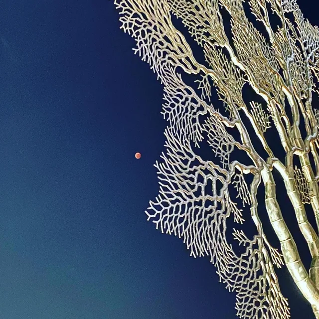 머구