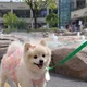 도치짱아크림