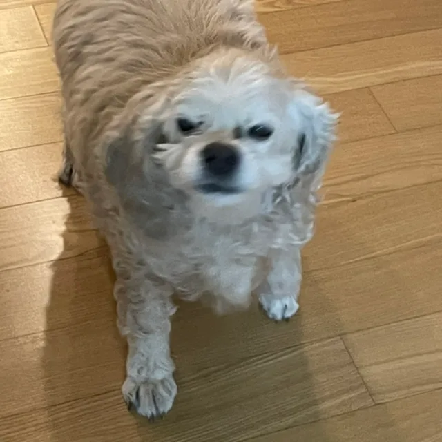 동지팥죽